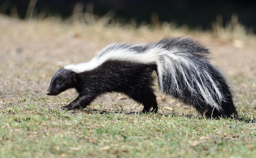 skunk removal, skunk under house, skunk trapping