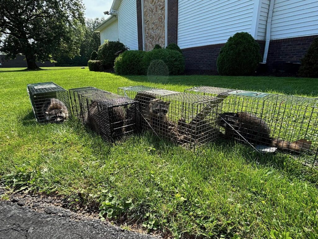 Raccoon removal ohio, raccoon removal, raccoon trap, nuisance wildlife removal, Freeman Nuisance, Raccoon in house, Raccoon in attic