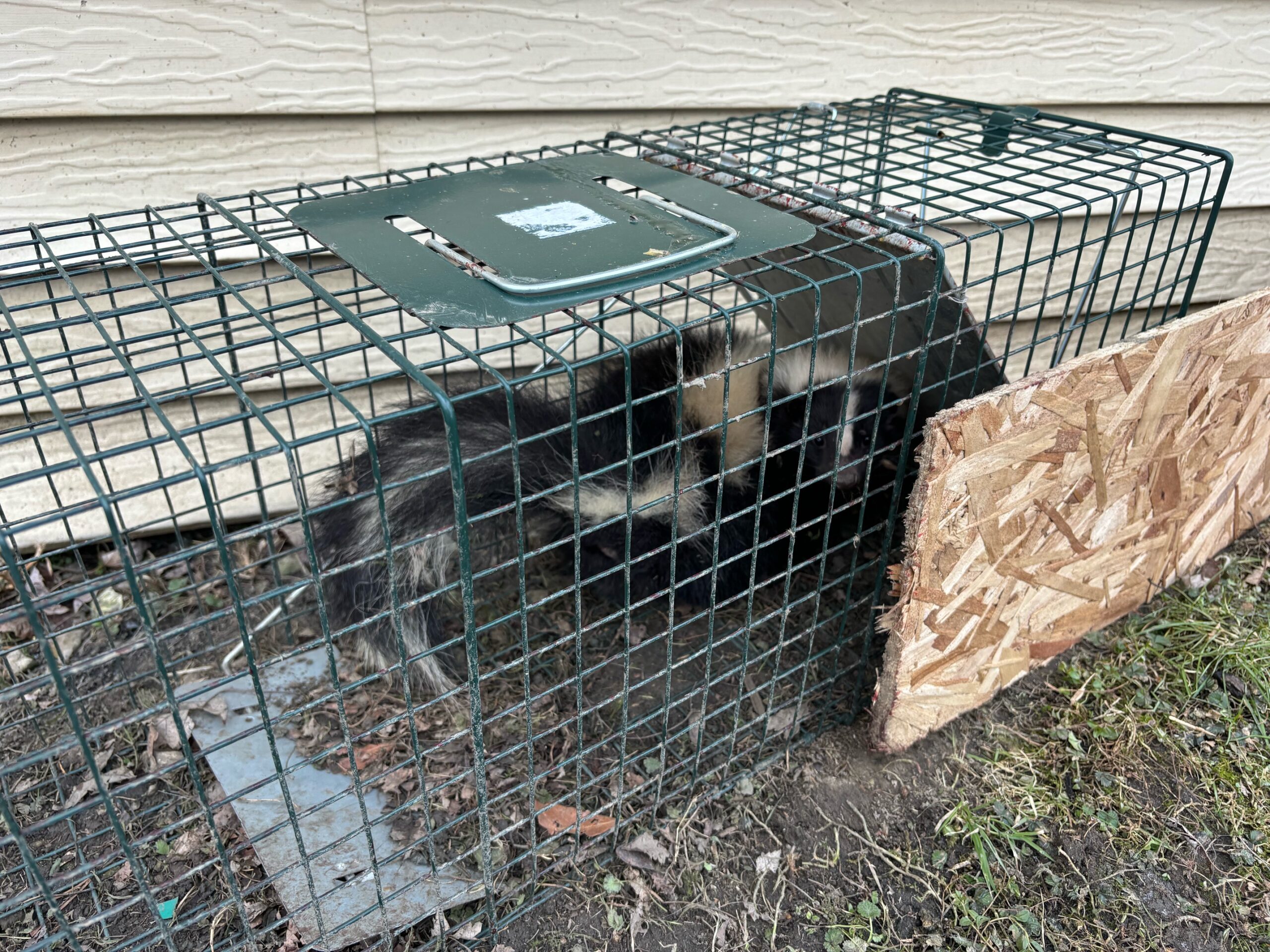 skunk removal, skunk under shed, skunk under house, nuisance wildlife, wildlife removal